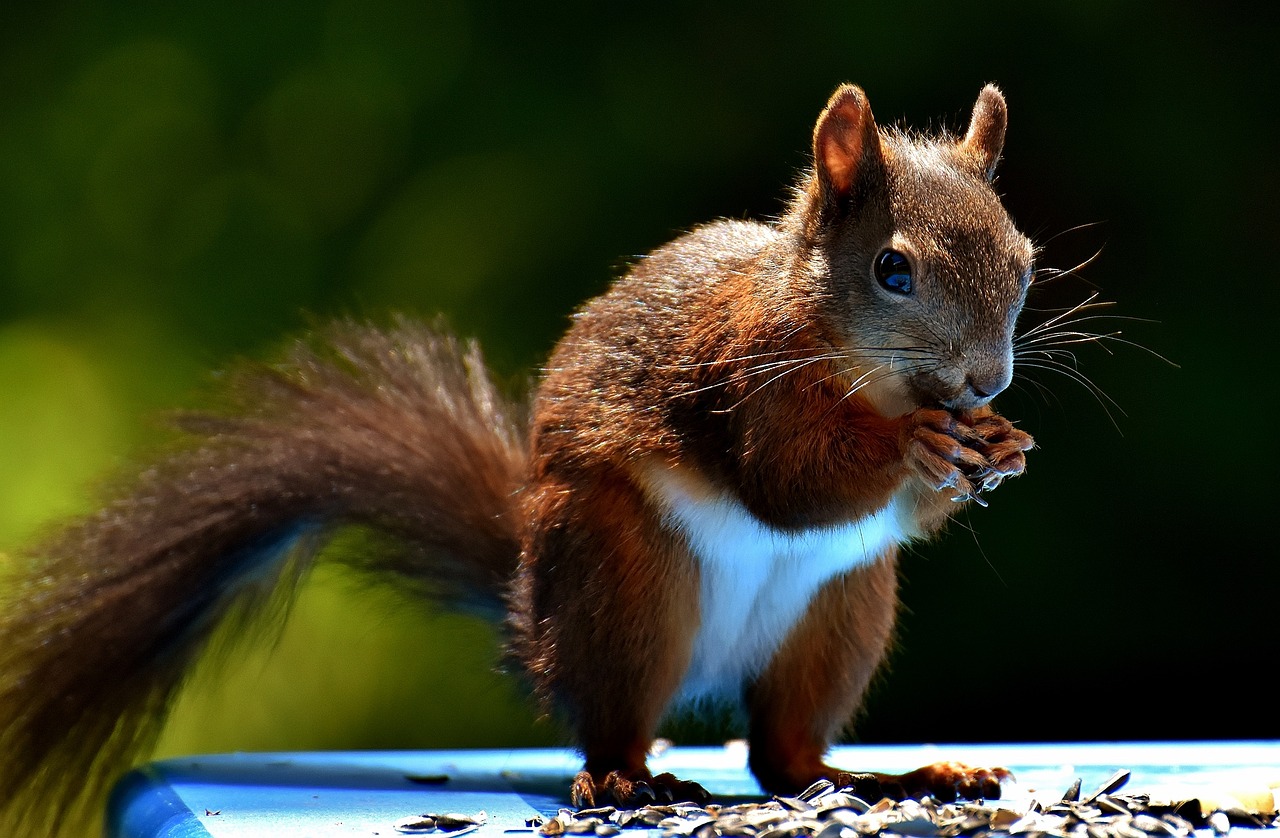 Tips for Bathing and Grooming Small Animals